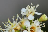 Prunus laurocerasus