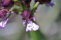 Orchis purpurea