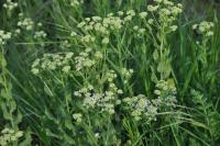 Lepidium draba