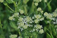 Lepidium draba