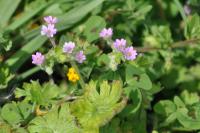Geranium molle