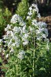Lunaria annua