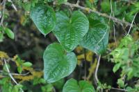 Dioscorea communis