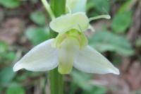 Platanthera chlorantha