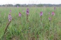 Orchis purpurea