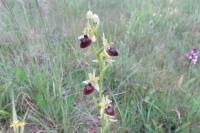 Ophrys aranifera