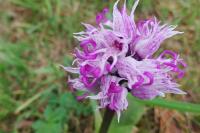 Orchis simia