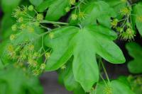 Acer campestre