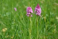 Anacamptis pyramidalis