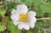 Rosa arvensis