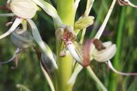 Himantoglossum hircinum