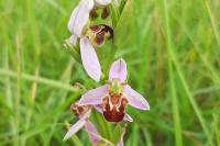 Ophrys apifera
