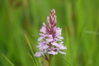 Dactylorhiza maculata