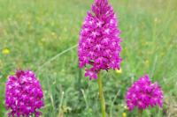 Anacamptis pyramidalis