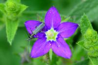 Legousia speculum-veneris