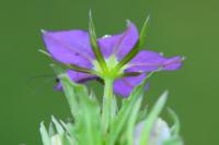 Legousia speculum-veneris