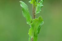 Legousia speculum-veneris