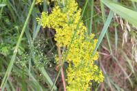 Galium verum
