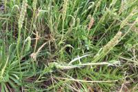 Plantago coronopus