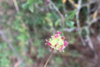 Poterium sanguisorba