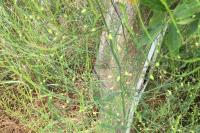 Asparagus officinalis