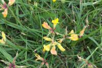 Lotus corniculatus
