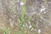 Epilobium tetragonum