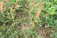 Rumex acetosella