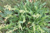 Rumex