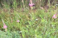 Onobrychis viciifolia