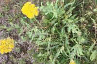 Achillea filipendulina