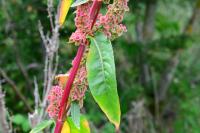 Rumex crispus