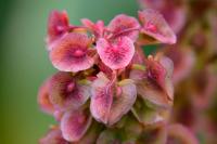 Rumex crispus