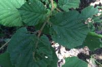 Corylus avellana