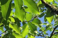 Juglans regia