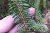 Picea abies