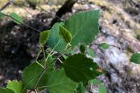Betula pubescens