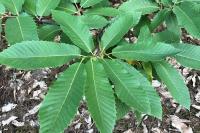 Castanea sativa