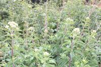 Eupatorium cannabinum