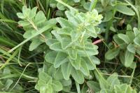 Hylotelephium telephium