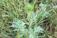 Artemisia vulgaris