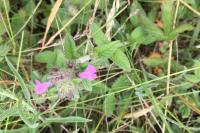 Clinopodium vulgare