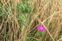 Dianthus armeria