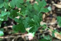 Crataegus monogyna