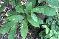Castanea sativa