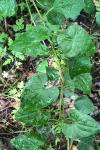 Dioscorea communis
