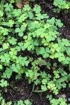 Oxalis
