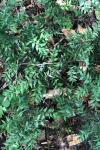 Ruscus aculeatus
