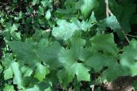 Bryonia dioica