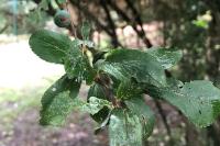 Prunus spinosa